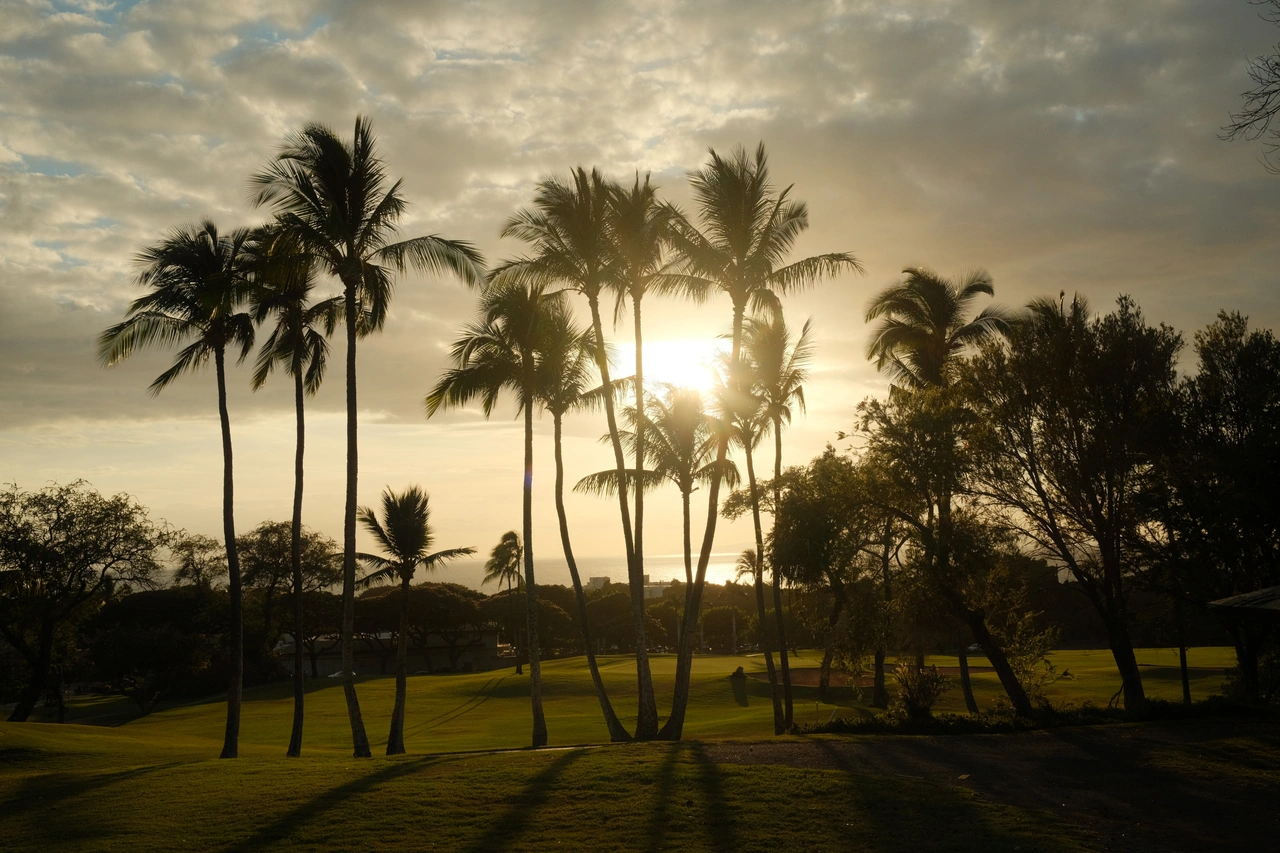 Palm trees silhouetted against a golden sunset