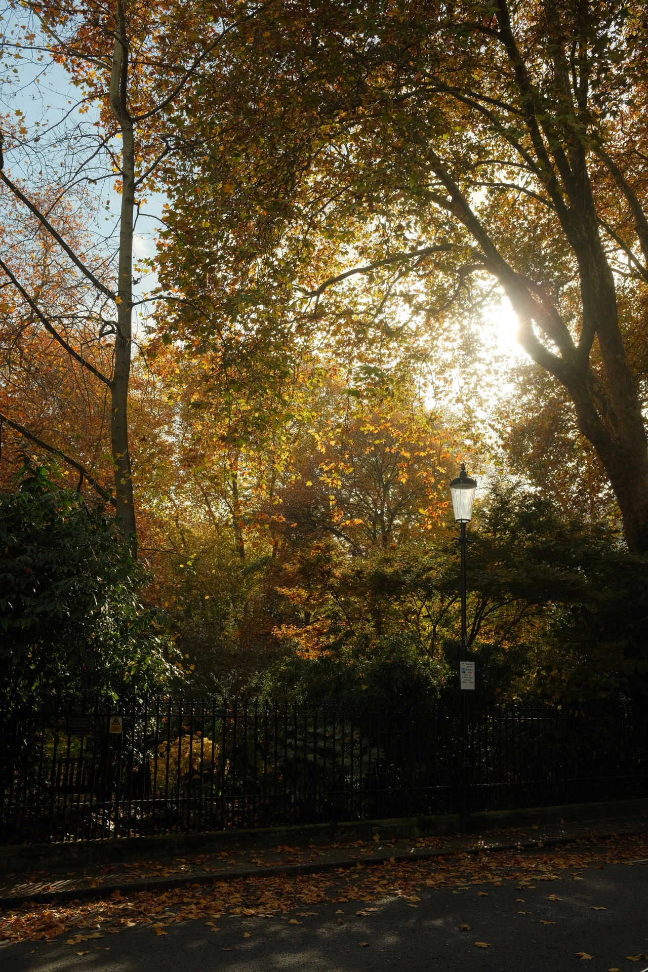 Autumn sunlight filtering through trees around a streetlamp