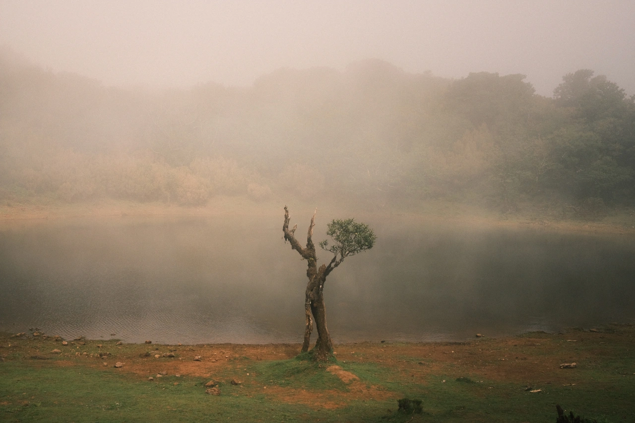 A bare tree reflected in a small pond beneath morning mist