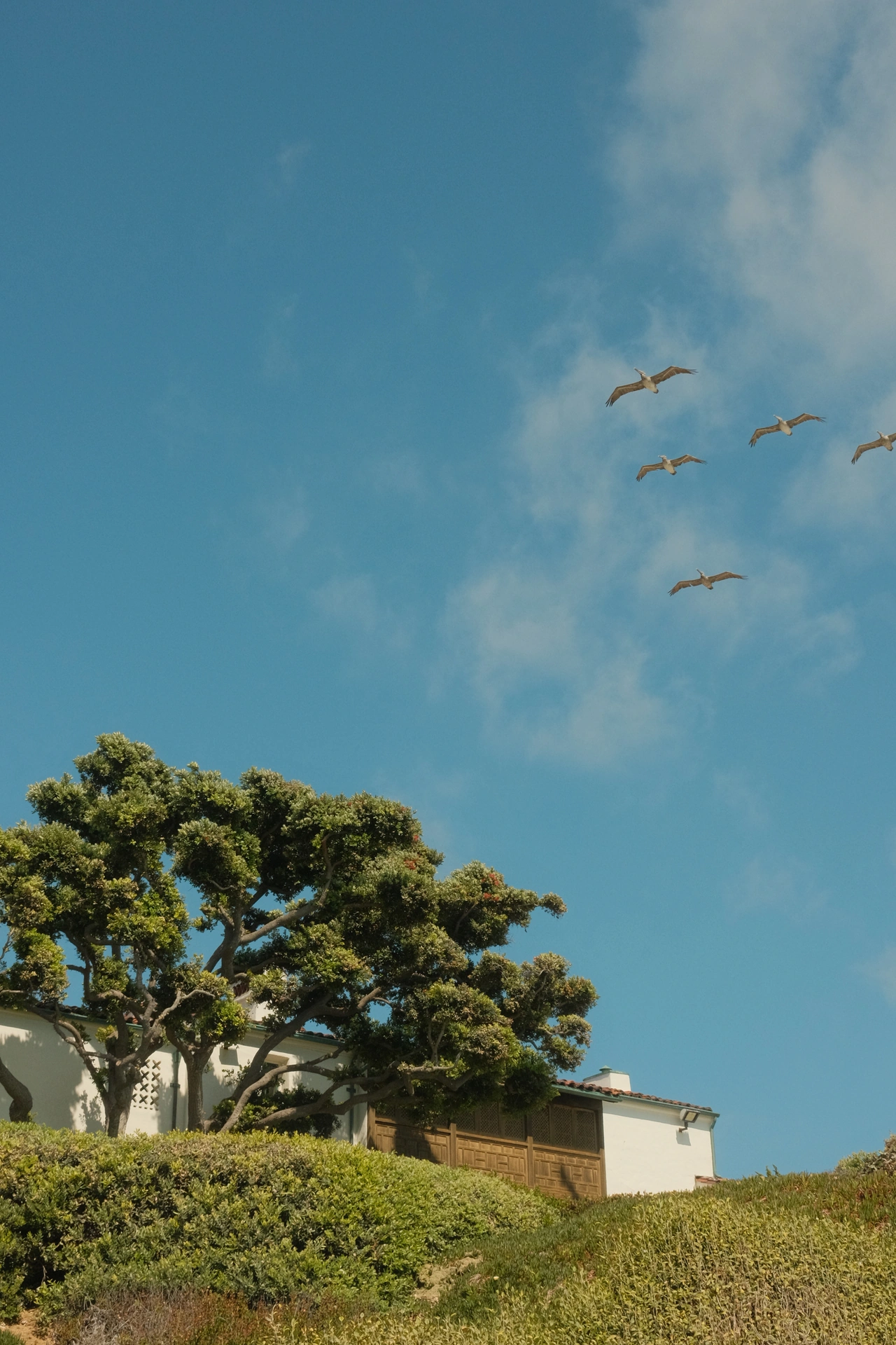 Birds passing over a low tree and small white building