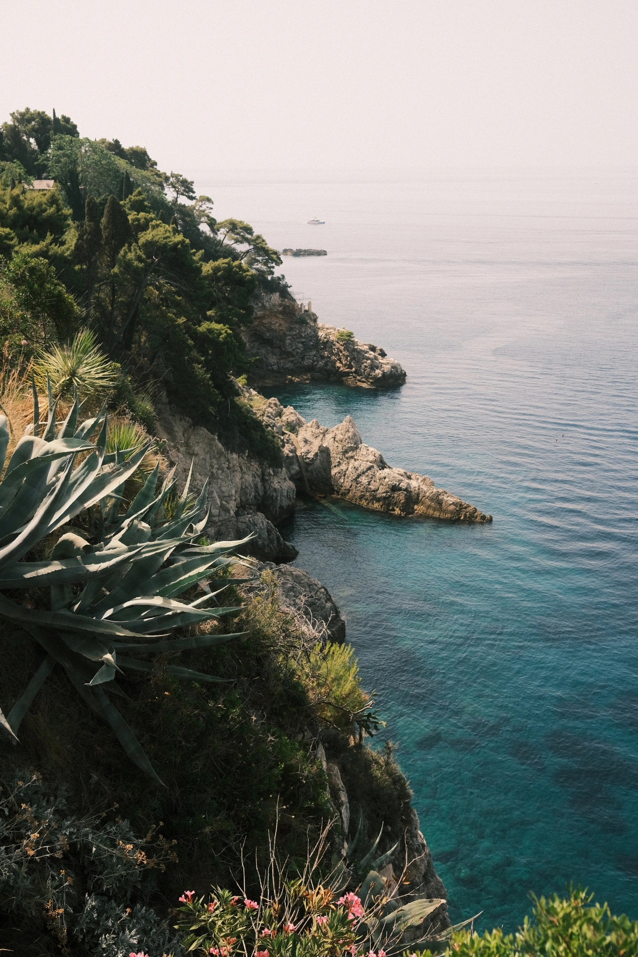 Agave and green trees above a quiet blue cove