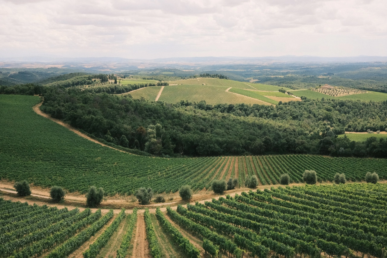 Rows of vines following the contours of rolling green hills