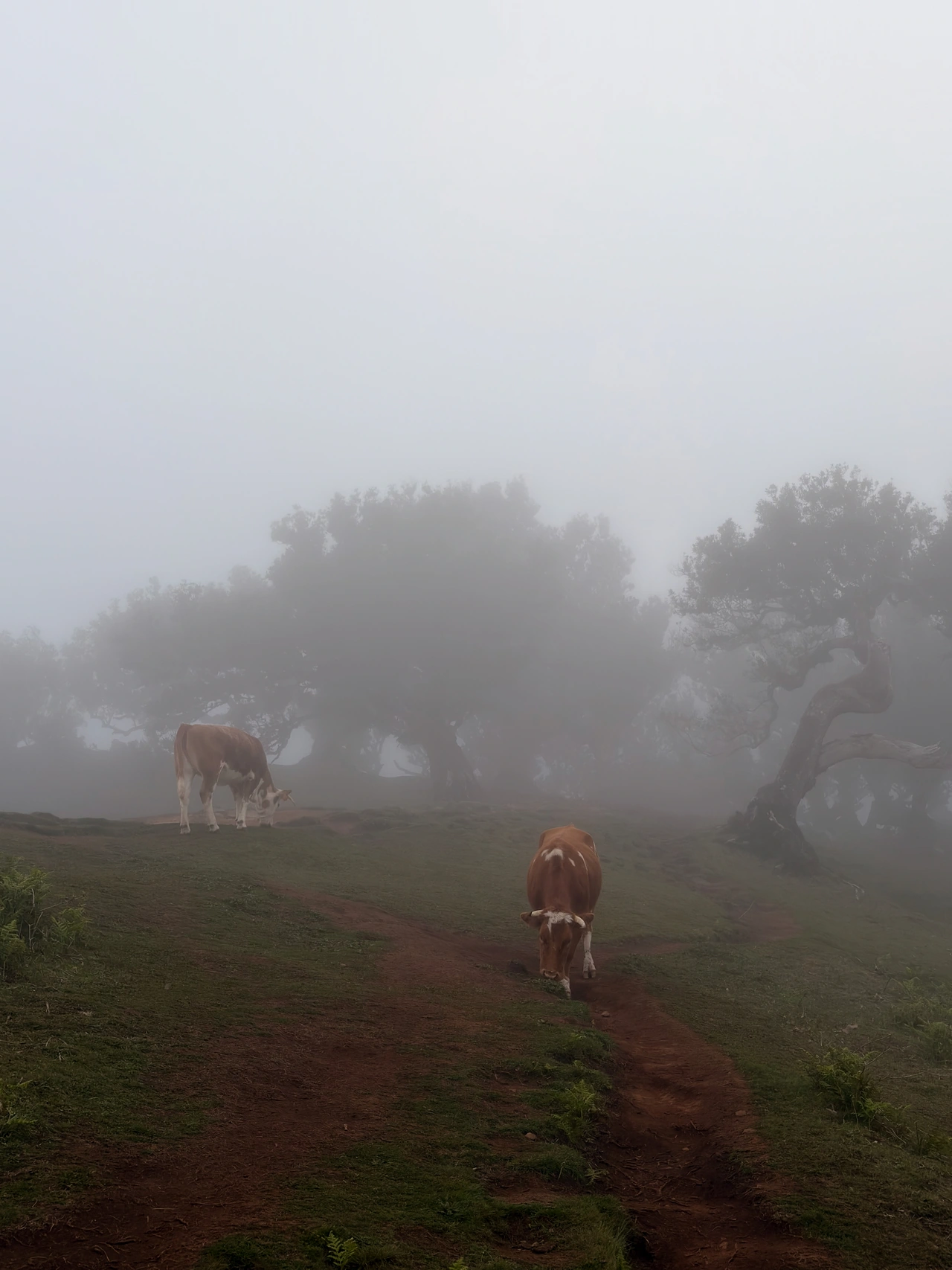 Cattle wandering among mist-covered trees in Madeira